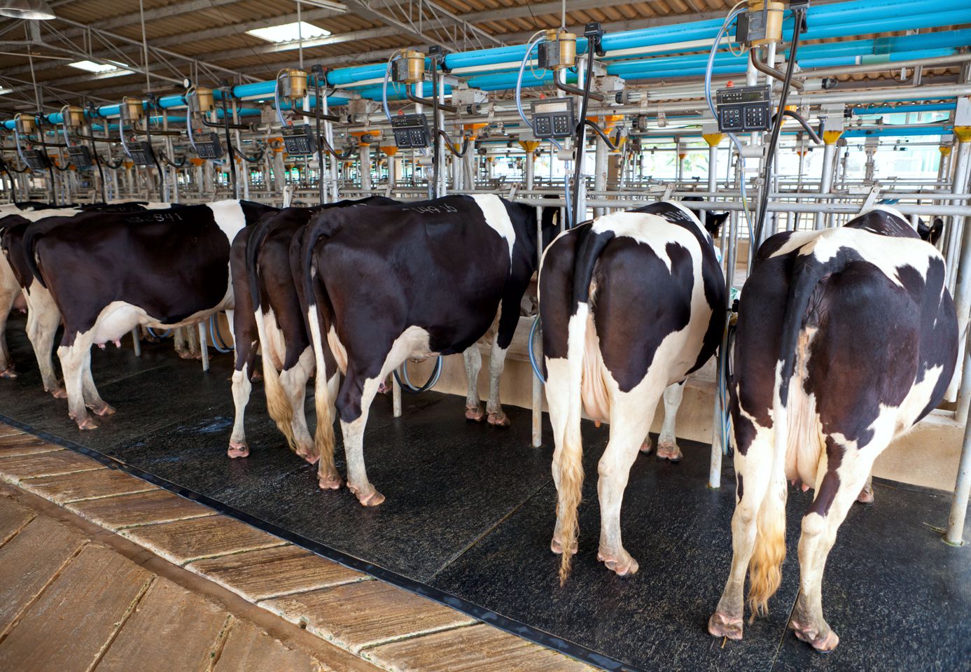 Dairy Farm Recruitment Canada